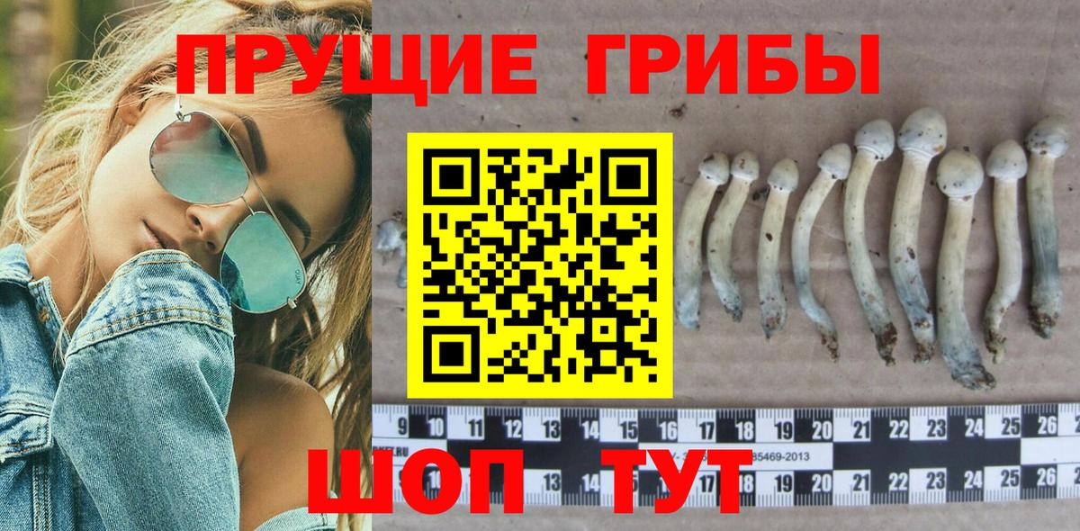 Псилоцибиновые грибы Cubensis  Псилоцибиновые грибы Psilocybe  Губкин  Вход с VPN 